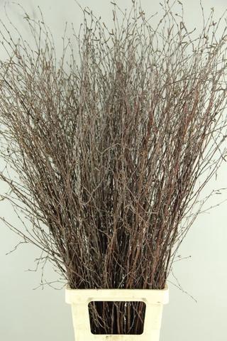 <h4>Betula Bs  Natural</h4>