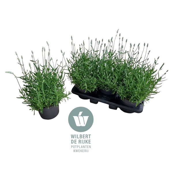 <h4>Lavendel angustifolia Vienco White Lavandula 19cm</h4>