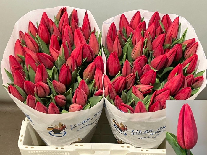 <h4>TU EN STRONG LOVE</h4>