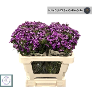 DI BARB AM NEON PURP