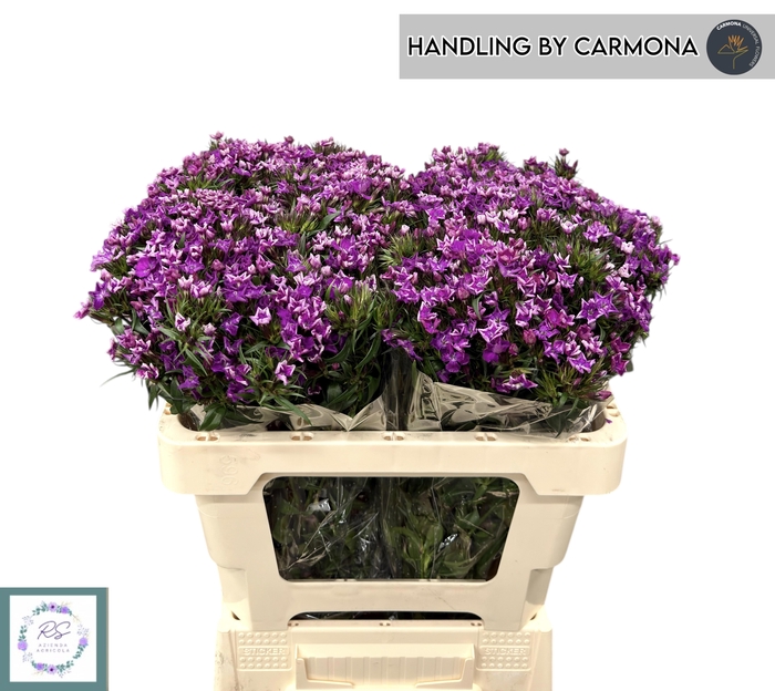 <h4>DI BARB AM NEON PURP</h4>