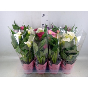Zantedeschia   ...mix