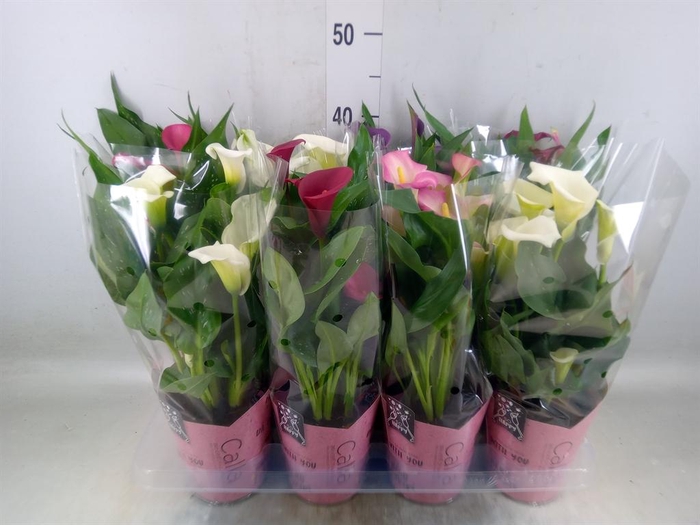 <h4>Zantedeschia   ...mix</h4>