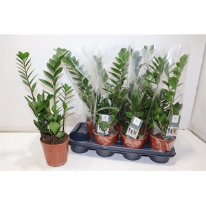 Zamio Zamiifolia