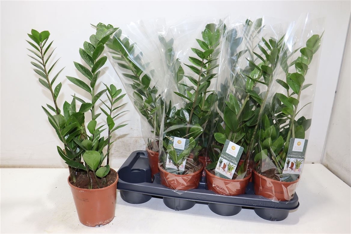 <h4>Zamio Zamiifolia</h4>