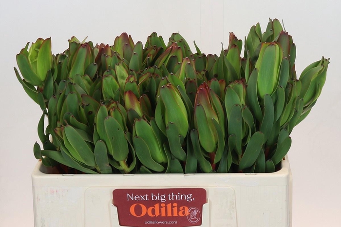 <h4>LEUCAD LAUREL YELLOW</h4>