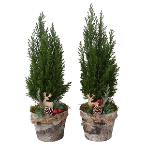 PTK25224 Ellwoodii in hout pot met decoratie