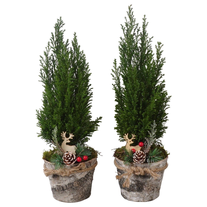 <h4>PTK25224 Ellwoodii in hout pot met decoratie</h4>