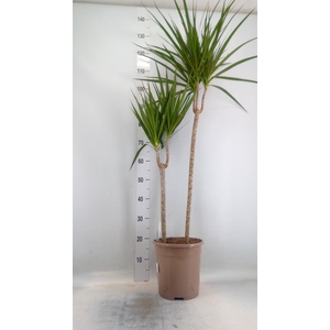 Dracaena marg.