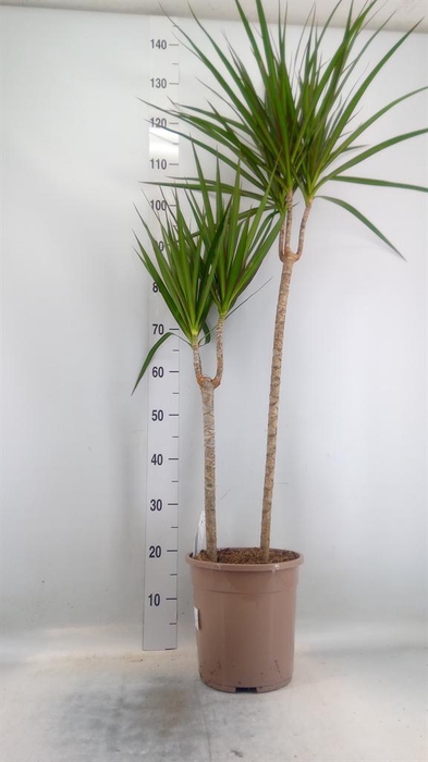 <h4>Dracaena marg.</h4>