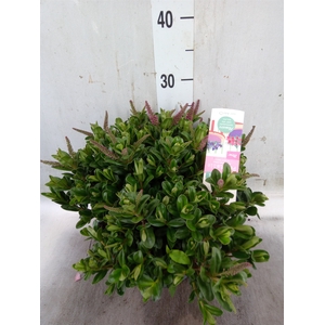 Hebe  'Hebepetita Pink'