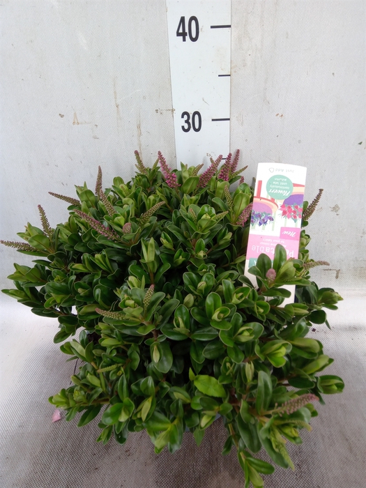 <h4>Hebe  'Hebepetita Pink'</h4>