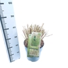 Pennisetum alopecuroides