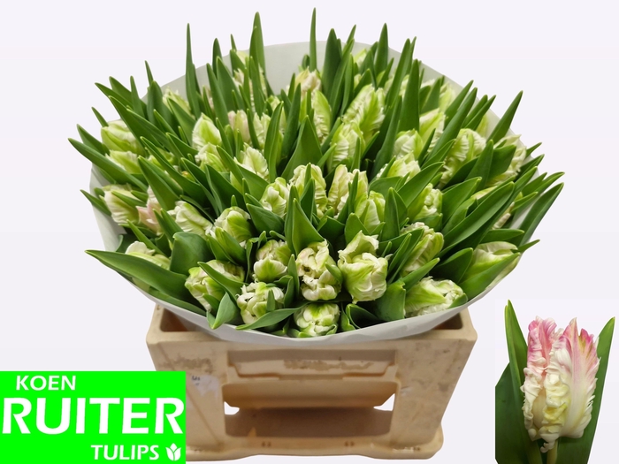 <h4>TU PA CABANNA</h4>