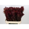 Leucadendron Saf Sunset Dark R.Spray