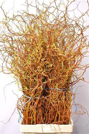 <h4>Salix Ov Bs</h4>