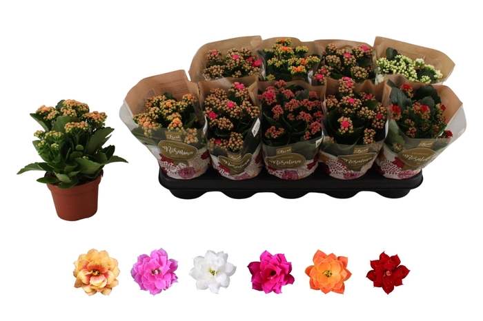 <h4>KAL GE RO GEM 6 KL</h4>