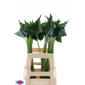 DECOGROEN GROOT BLAD