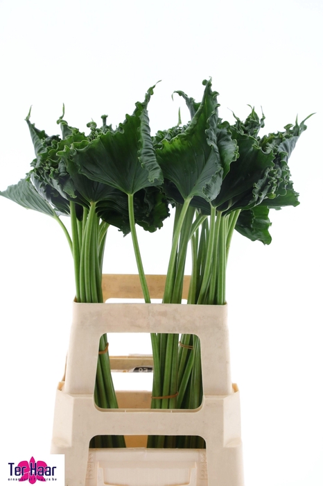 <h4>DECOGROEN GROOT BLAD</h4>