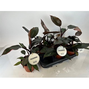 Philodendron Pink Princess 12Ø 40cm