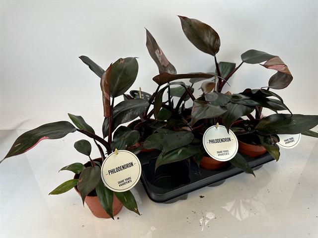 Philodendron Pink Princess 12Ø 40cm