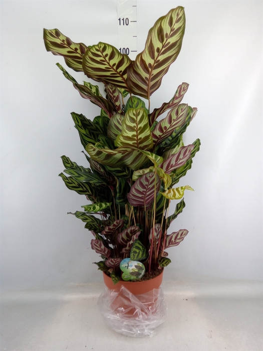 <h4>Calathea makoyana</h4>