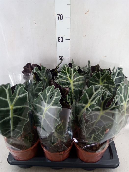 <h4>Alocasia amazonica 'Polly'</h4>