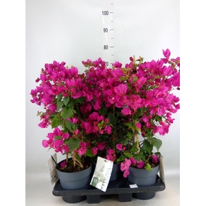 Bougainvillea  'Sanderiana'