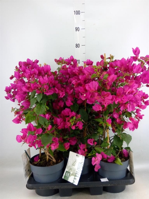 <h4>Bougainvillea  'Sanderiana'</h4>