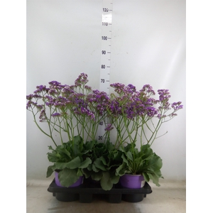 Limonium  'Salt Lake'