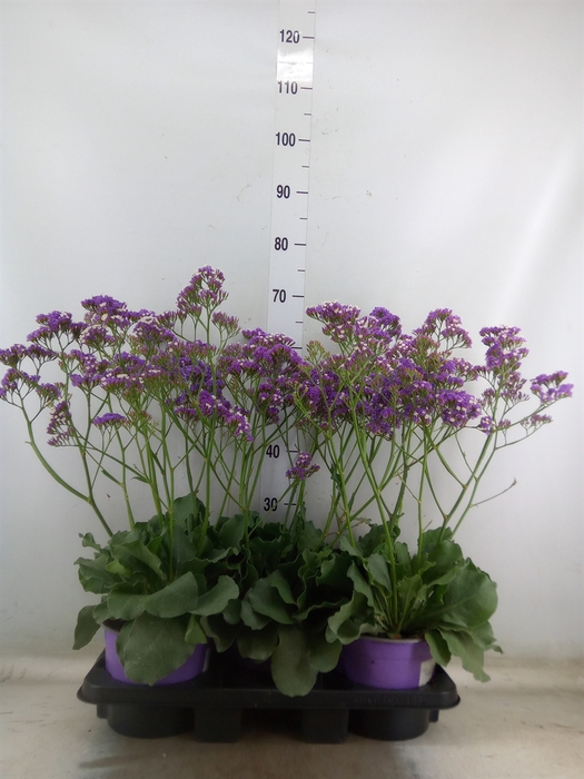 <h4>Limonium  'Salt Lake'</h4>