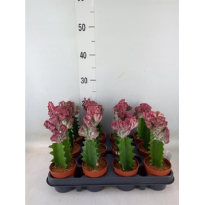 Euphorbia lactea 'Cristata'