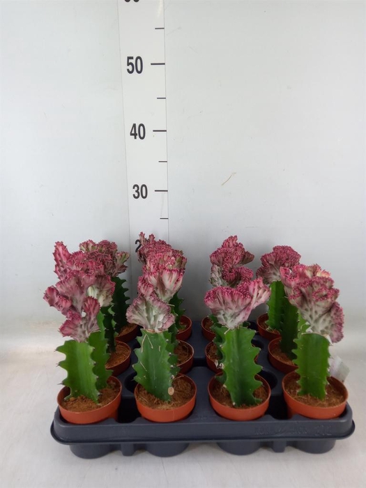 <h4>Euphorbia lactea 'Cristata'</h4>