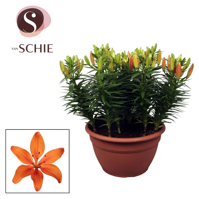 <h4>Az Matrix Orange XL 15pp</h4>