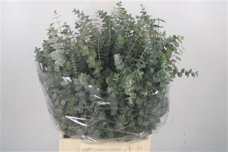<h4>Euc Baby Blue Per Bunch 150 Gram Jong</h4>