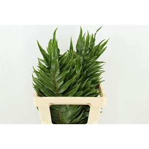 Agloamorpha Jim 70cm