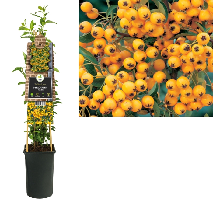 <h4>Pyracantha Soleil d'Or</h4>