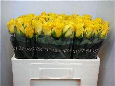 <h4>R Gr Bahama</h4>