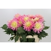 Dahlia Just Married