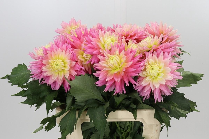 Dahlia Just Married