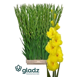 Gladiolus Gr Bananarama