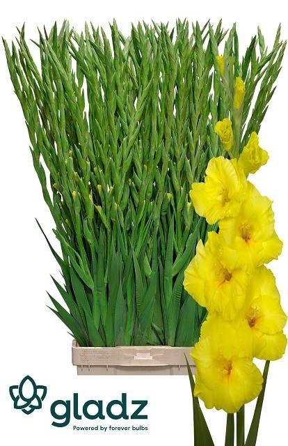 <h4>Gladiolus Gr Bananarama</h4>