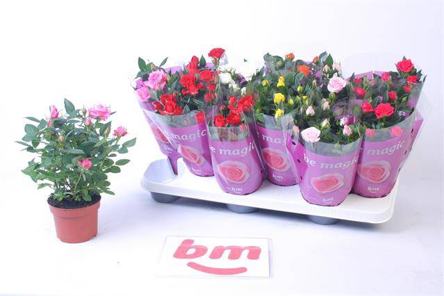 <h4>ROSA BEAU MONDE MIX P10.5</h4>