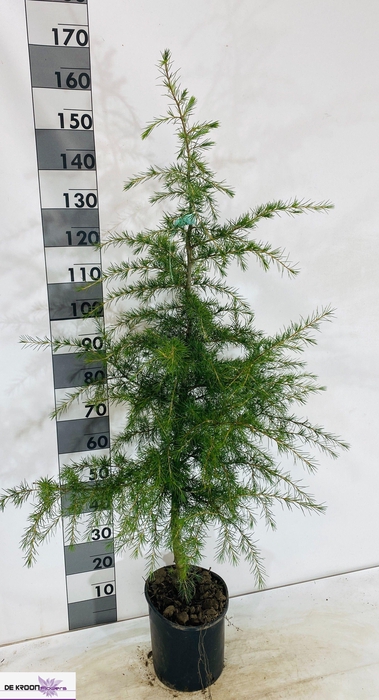 <h4>CEDRUS DEODARA</h4>