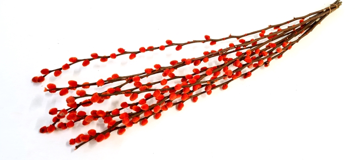 <h4>Pussy willow 60cm orange</h4>