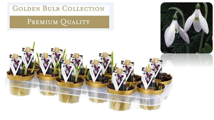 <h4>Galanthus Hippolytha</h4>