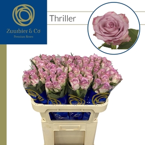 R GR Thriller 70