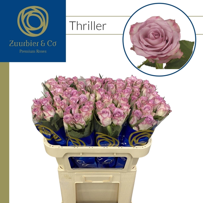 <h4>R GR Thriller 70</h4>