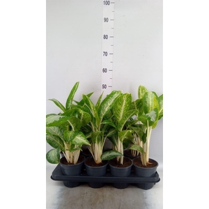 Aglaonema  'Jubilee'