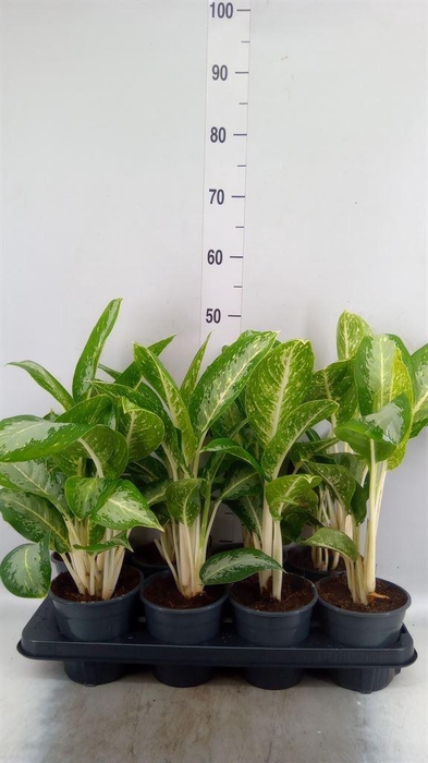 <h4>Aglaonema  'Jubilee'</h4>